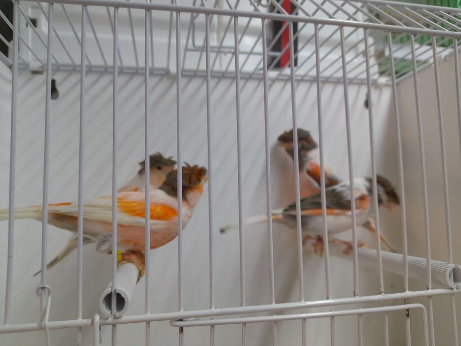 Canarios arlequim português