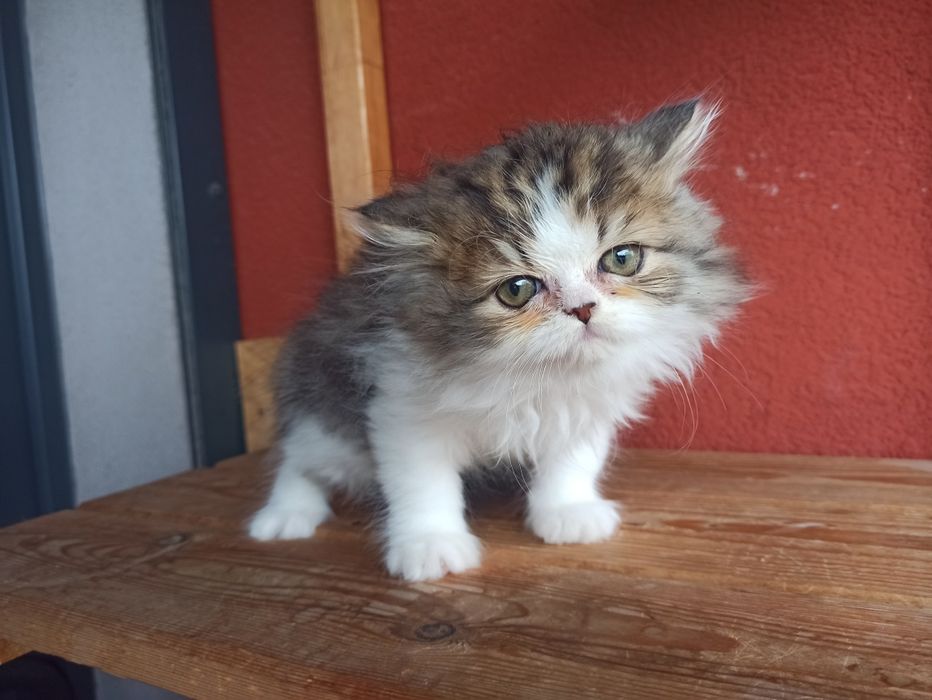 Pers perski kocur persy
