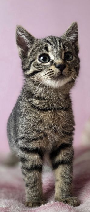 Кошенятко  дівчинка