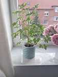 Geranium/pelargonia pachnąca