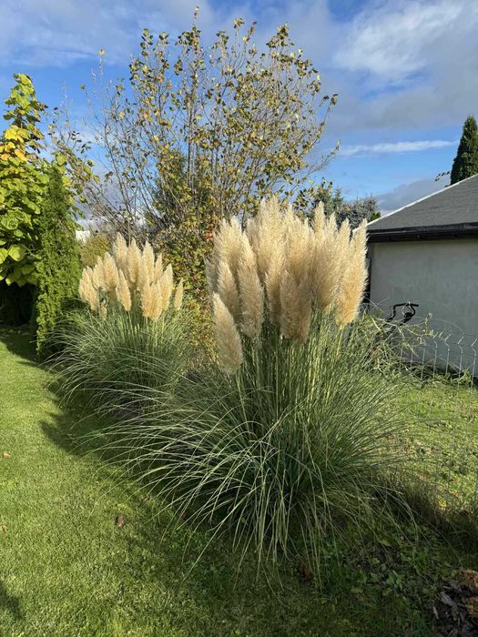 Kwiatostan / Suszka Trawa Pampasowa - Świeżo cięta - Cena za 1 szt.