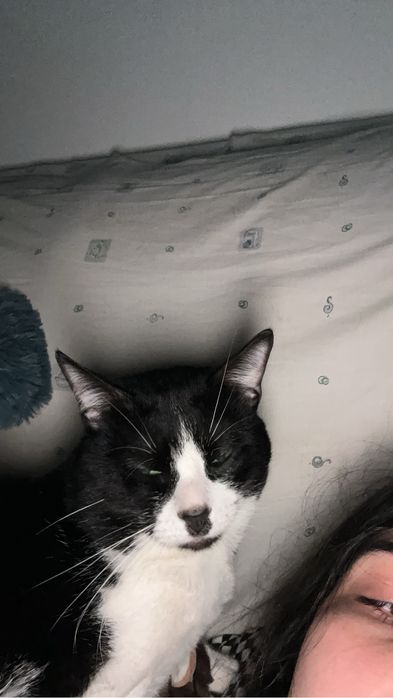 Cuidadora de gato