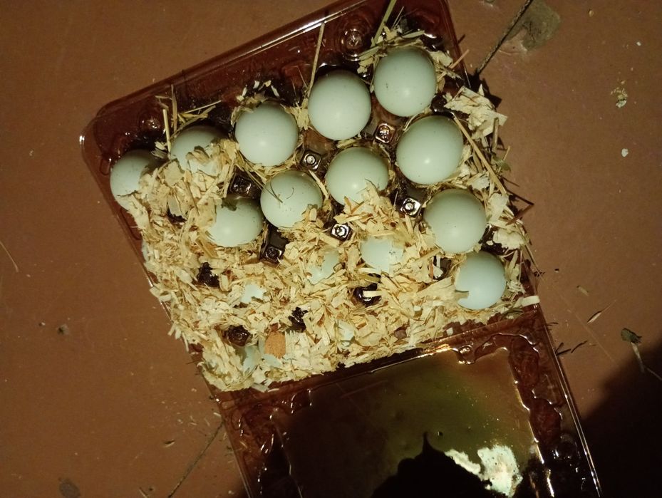 Інкубаційні яйця перепелів породи Техаський,Фенікс та Селадон