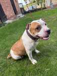 Oddam Amstaff, pies
