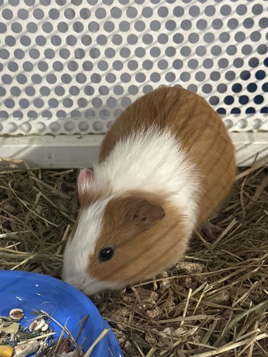 Морська свинка в наявності зоомагазин