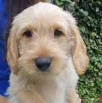 Labradoodle f1 samiec chłopczyk doodle
