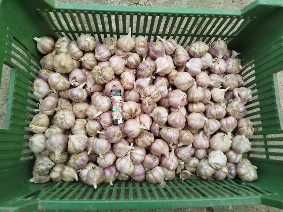 Czosnek na kilogramy