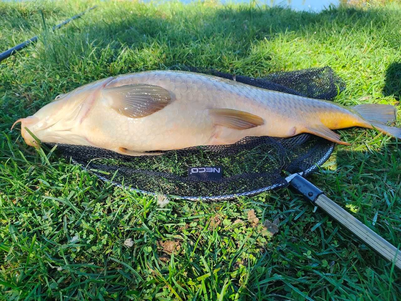 NOWA siatka wyczynowa Neco 50cm – idealna dla karpiarzy
