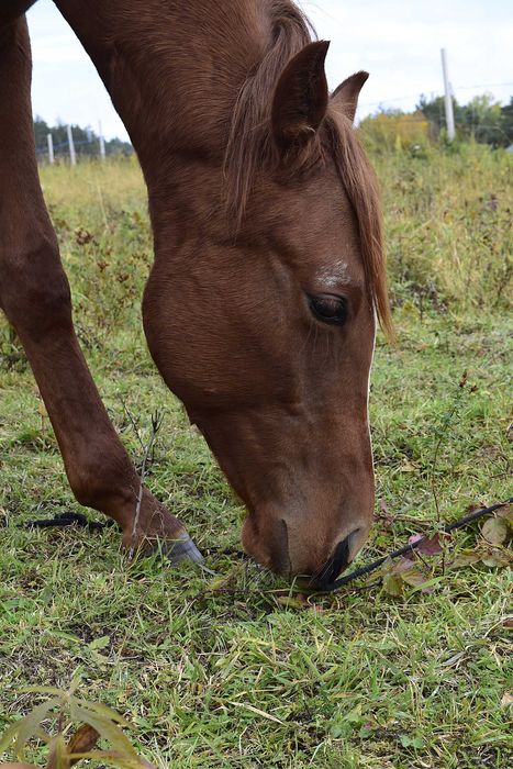 Ogierek 1,5 roku APH American Paint Horse