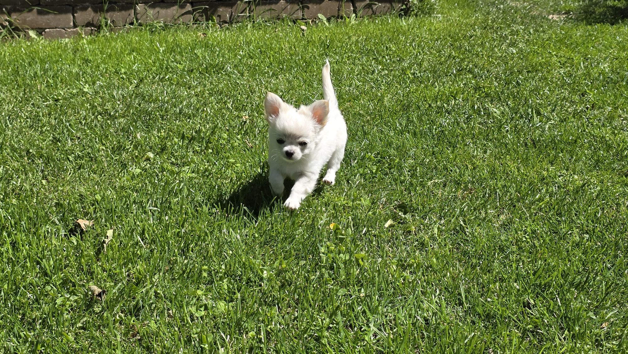 Chihuahua, chłopczyk FCI