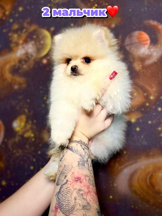 Пушистые кремовые щенки шпица — 5 маленьких солнышек