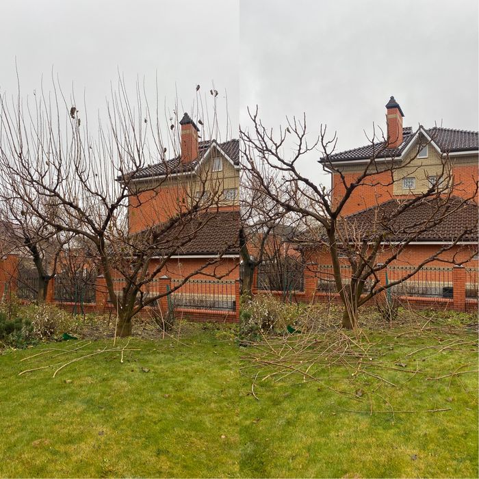 Обрізка Фруктових Дерев,Правильне формування крони