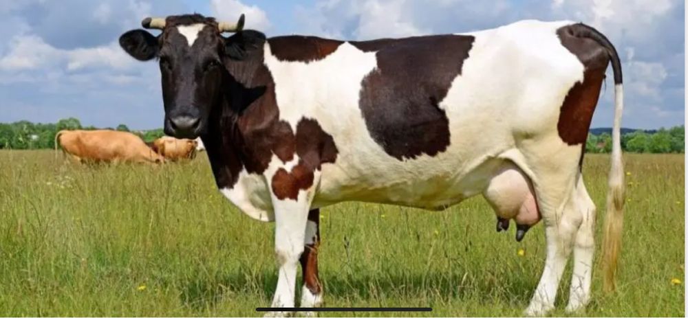 Продам корову на утримане,