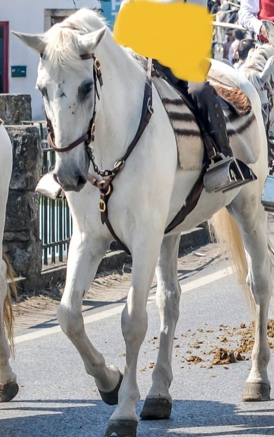 Vendo cavalo ferro quinta da foz