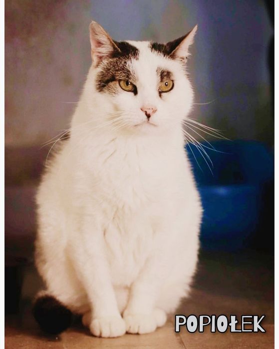Biały bury kot kocur kocurek