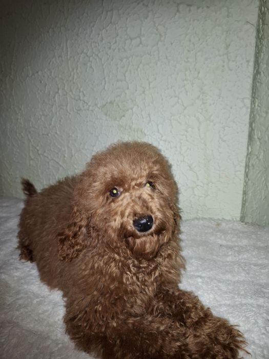 Пуделя мальчики 6 месяцев.