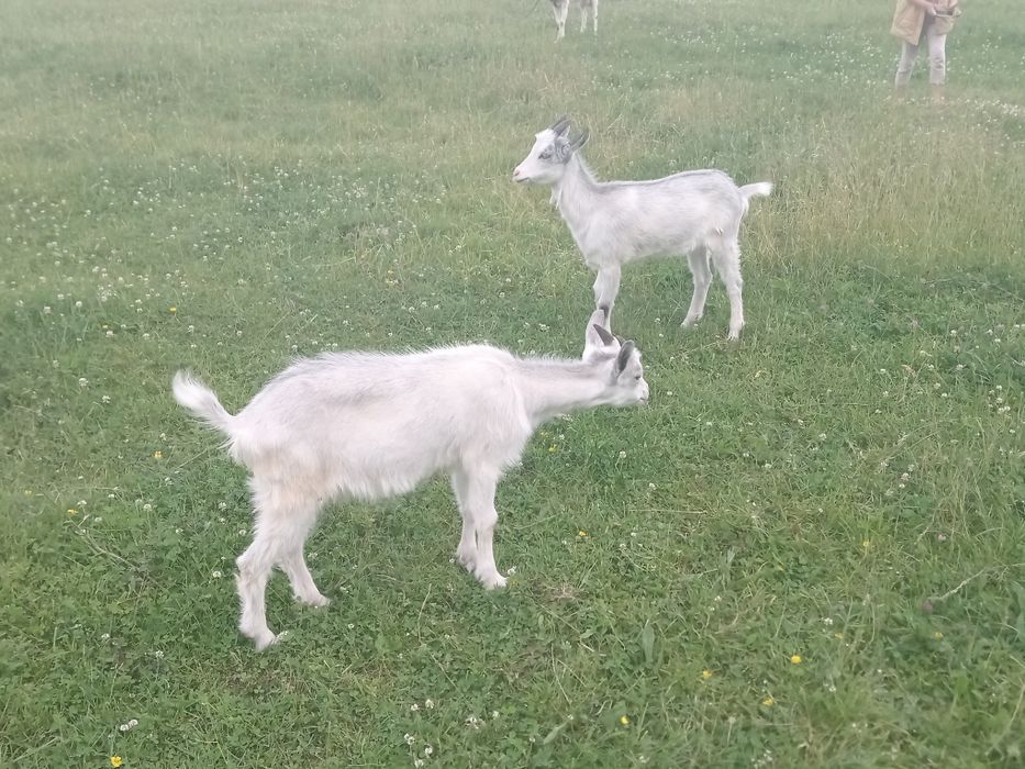 Маю на продаж козенят та  молоду козочку