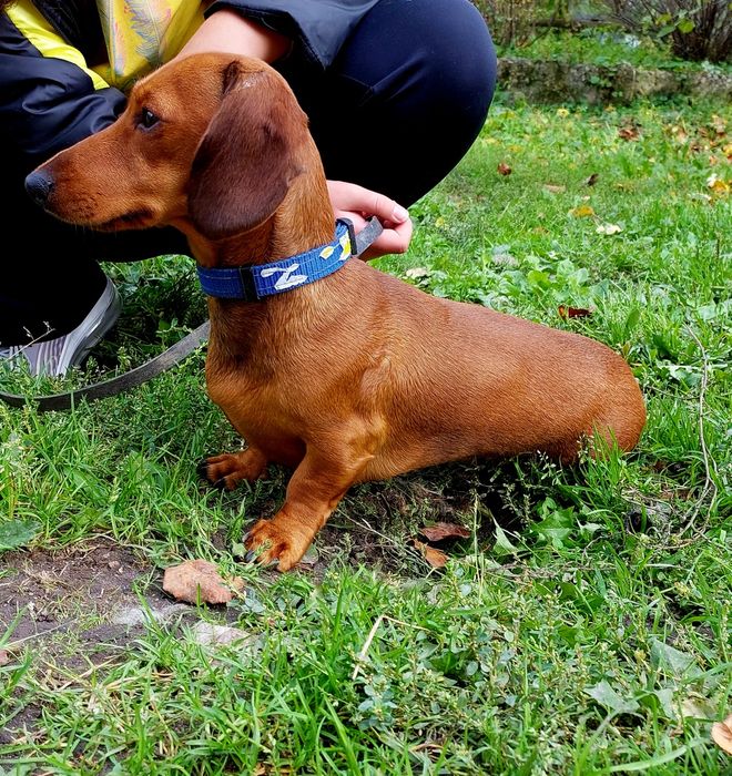 Такса  карликовая для вязки