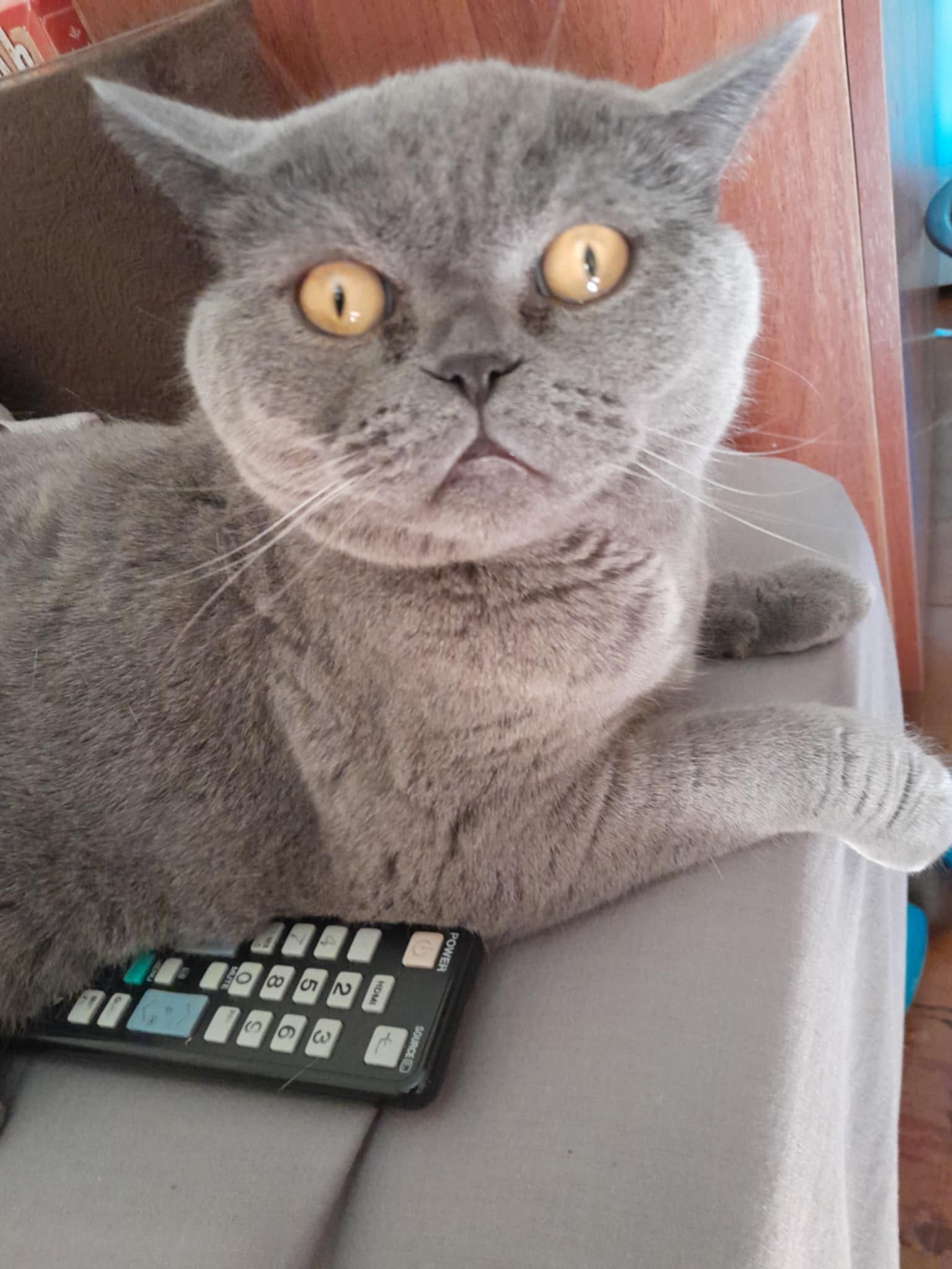 Британский кот ищет дом срочно