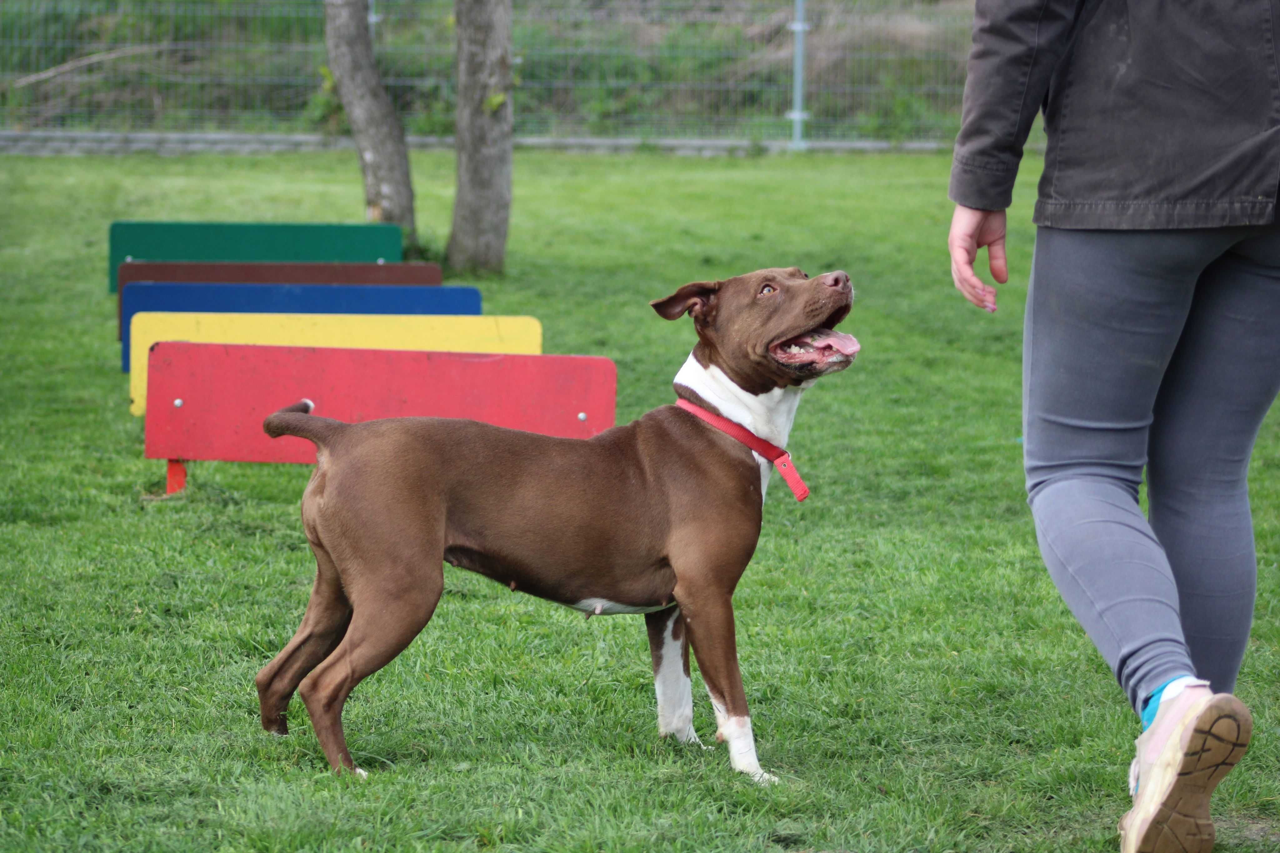 Sasza do adopcji za darmo pit bull