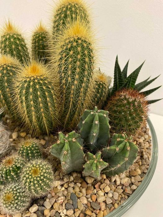 Arranjos de Cactos, Suculentas e Kokedamas, da CACTOS RAMOS