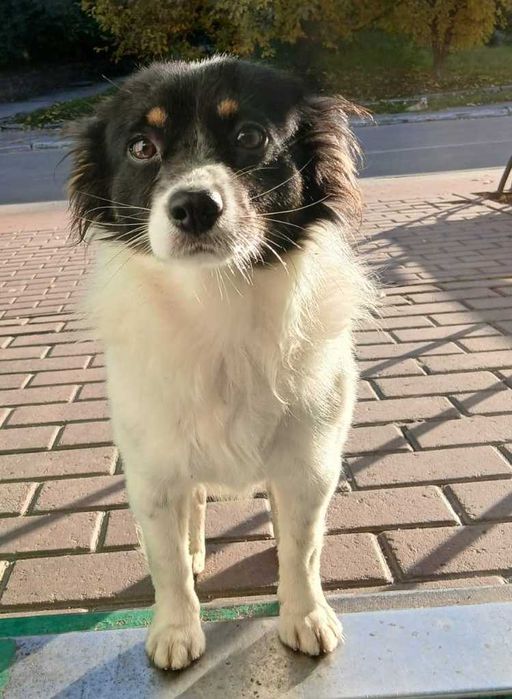 Маленький Бімка в добрі руки