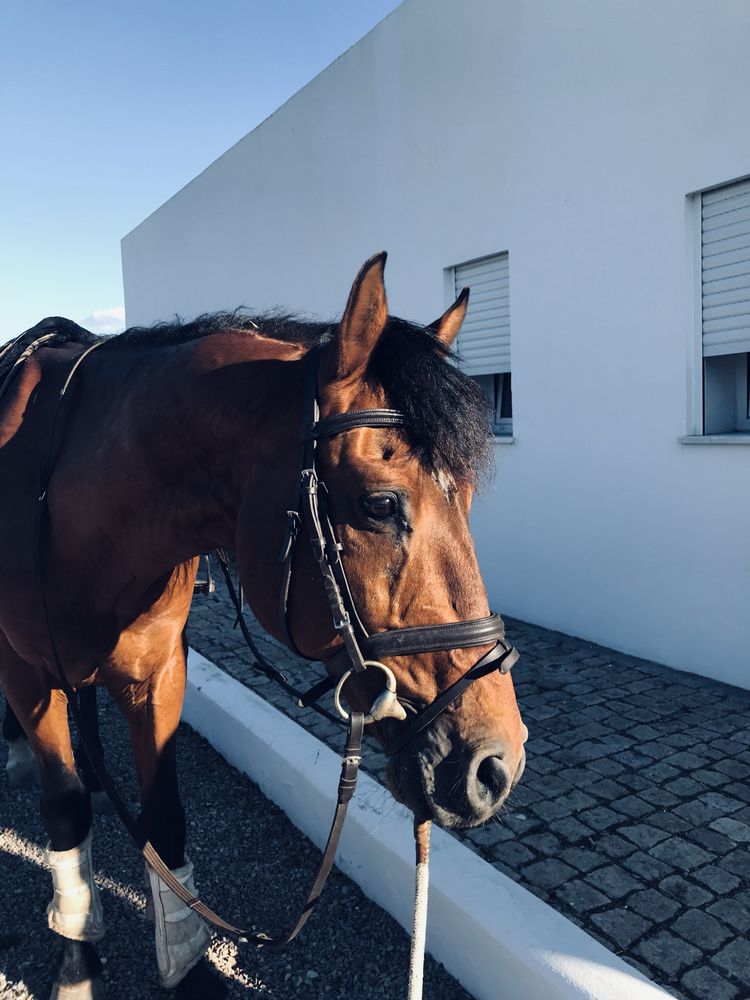 Vendo cavalo manso