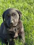 Labrador retriver pochodzenie FCI