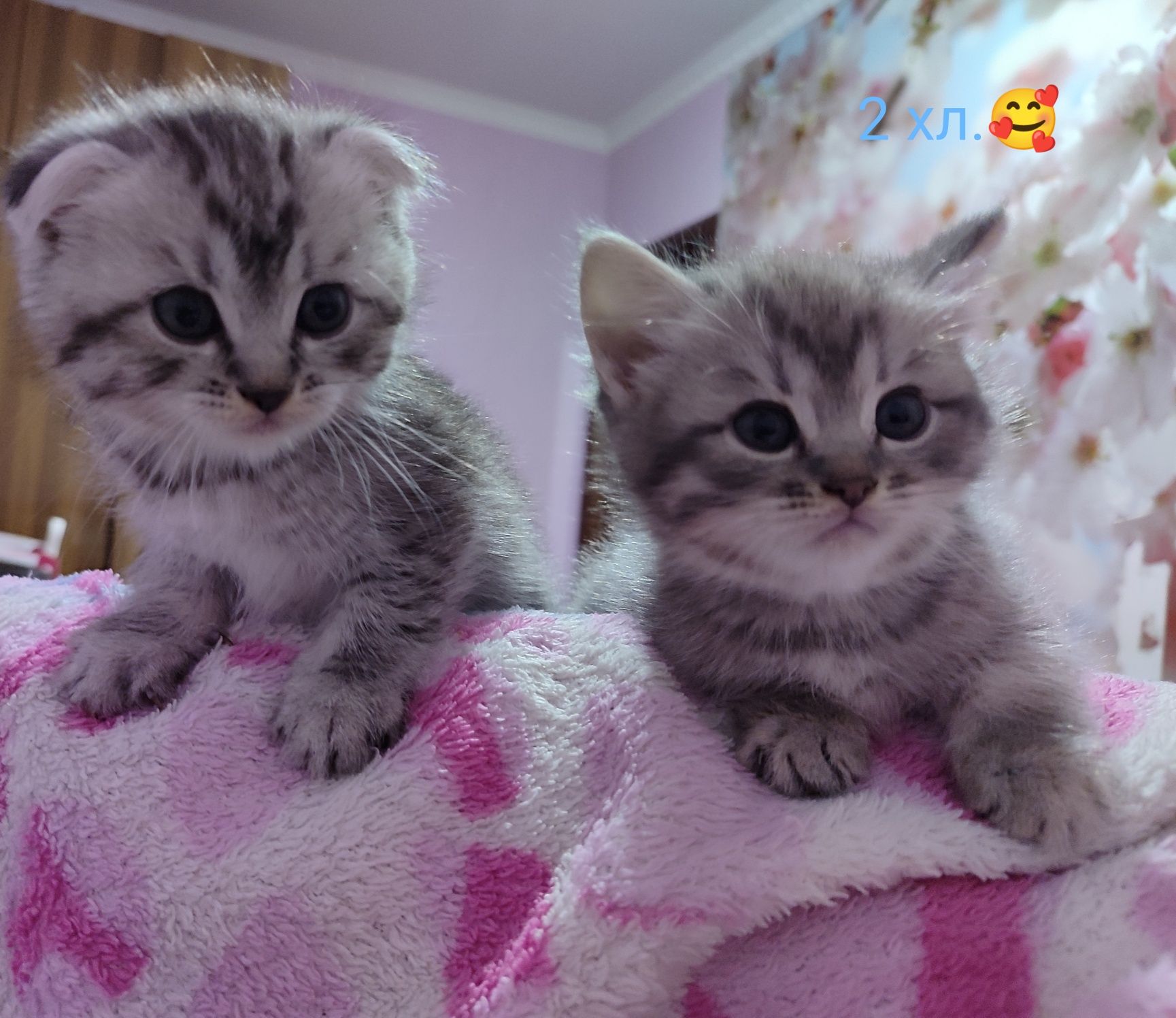 Кошенята котики..