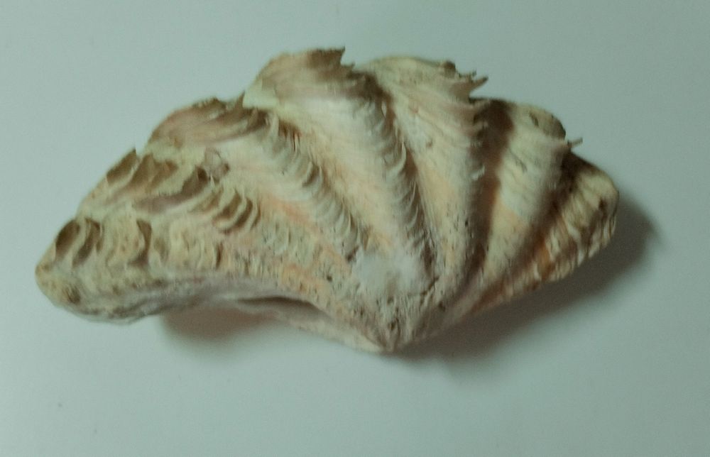 Concha grande original muito antiga