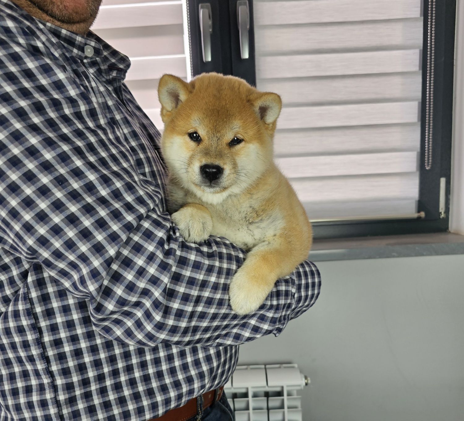 Shiba inu ZKWP FCI po pięknych rodzicach