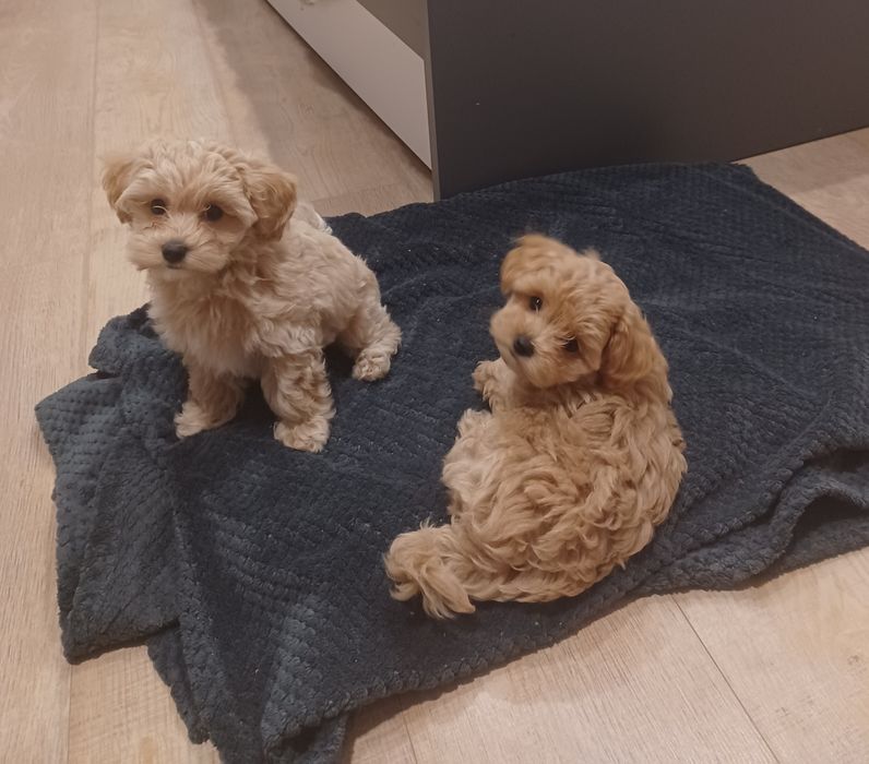 Maltipoo-suczka piesek z chipem i rodowodem