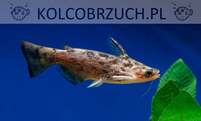 Trachelyopterus fisheri - Sumik - Sum - dowozimy, wysyłamy