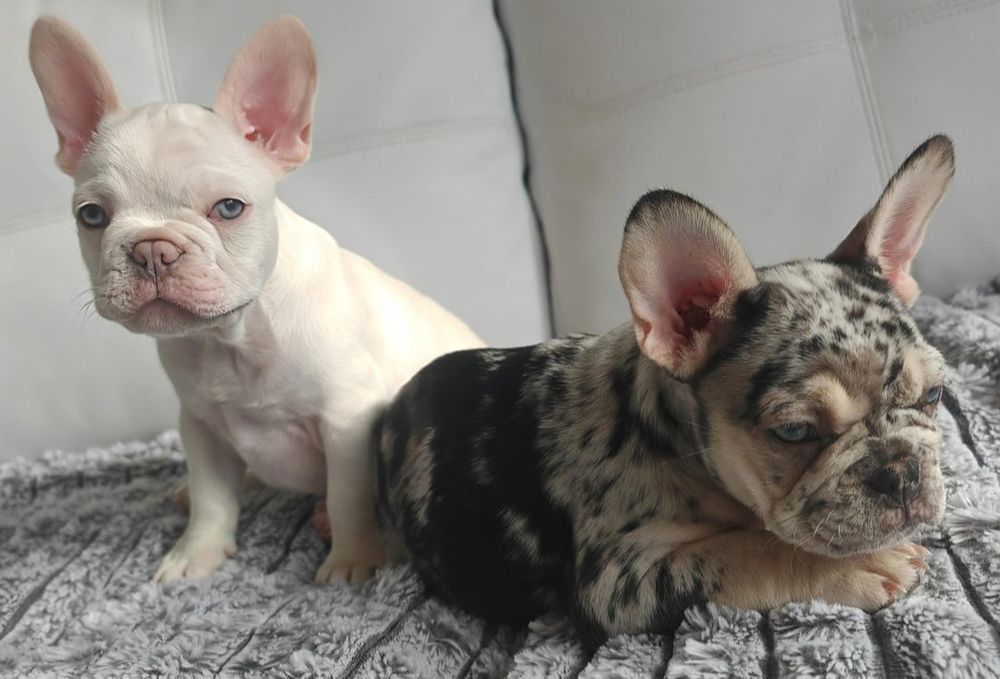 Buldof Francuski Szczeniak