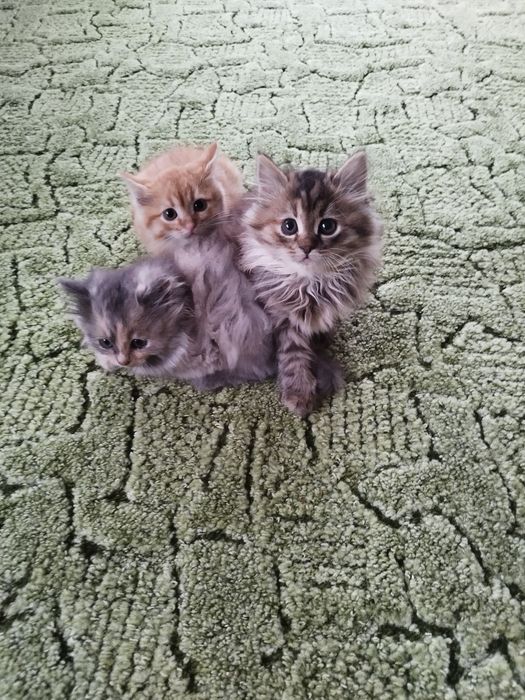 Віддам кошеня в добрі руки!