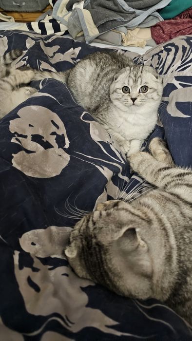 Шотландське кошеня