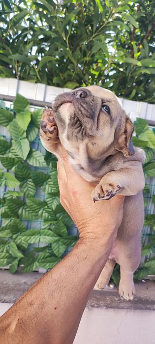 Bulldog francês fêmea