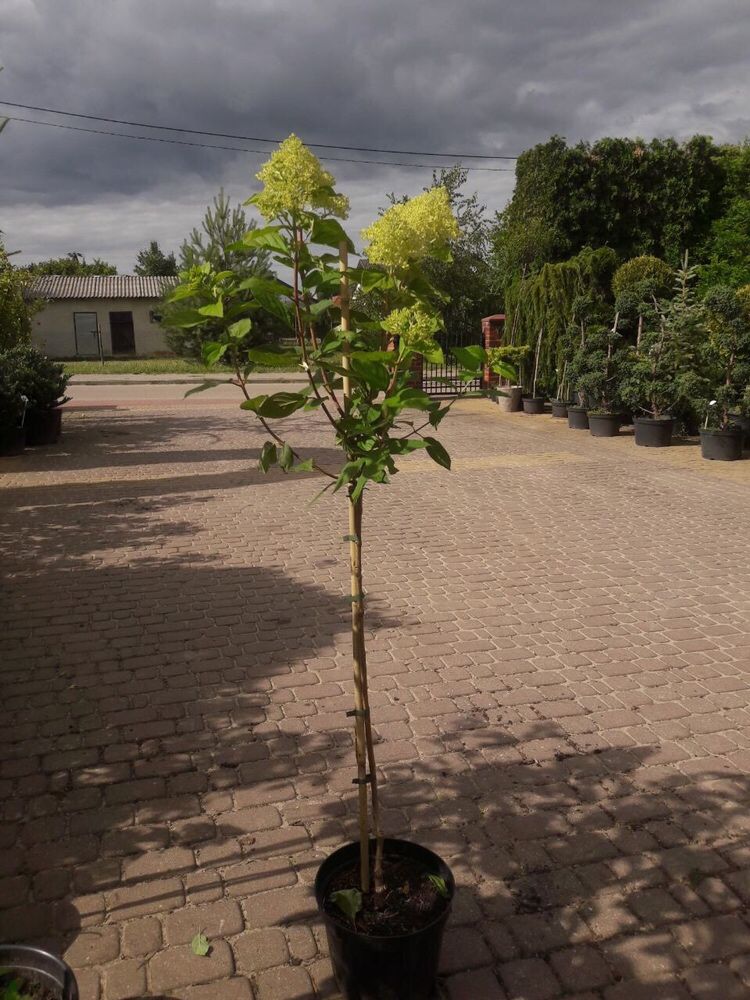 Hortensja na pniu