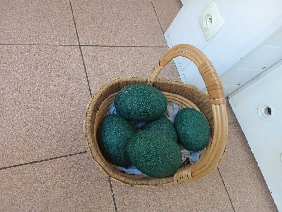 strusie EMU jajka lęgowe