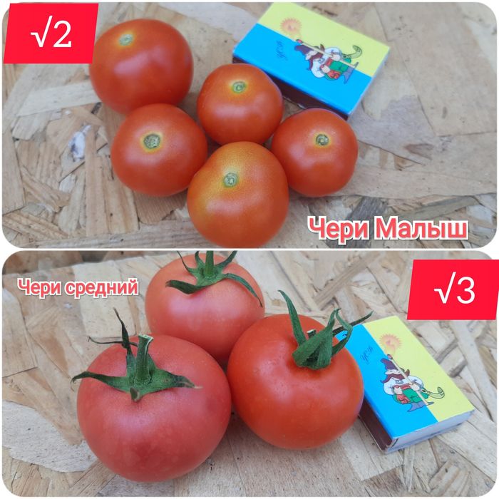 Семена помидор,перец,тыква,дыня,рукола