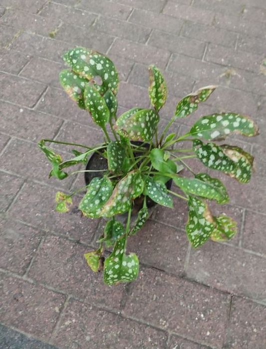 Miodunka plamista C2 wyprzedaż