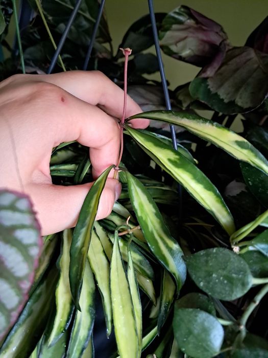 Hoja Hoya kentiana wayetti tricolor variegata cięta