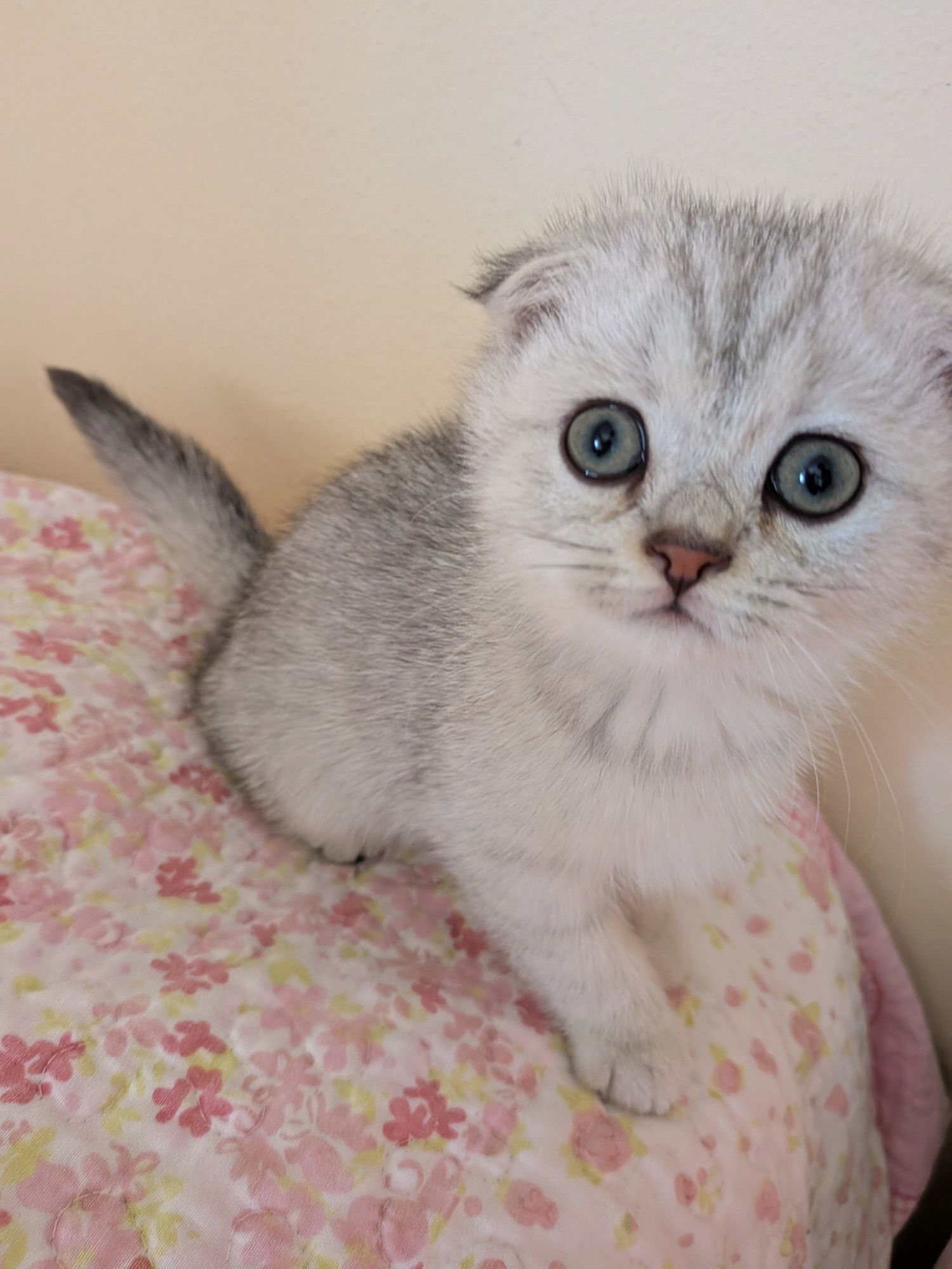 Scottish Fold fêmea