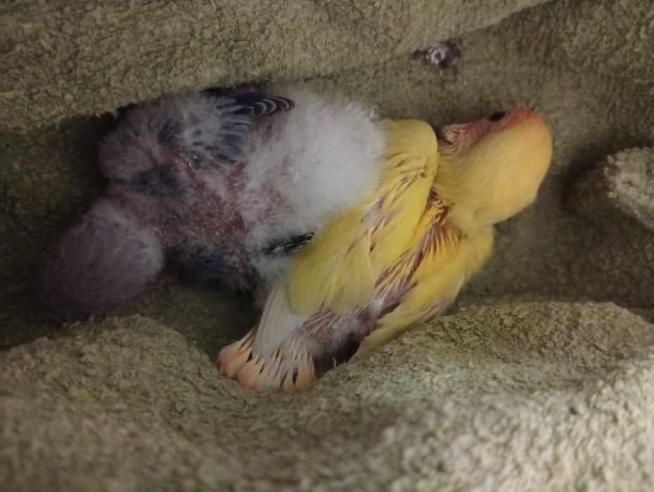 Bebés Roseicollis para criar á mão