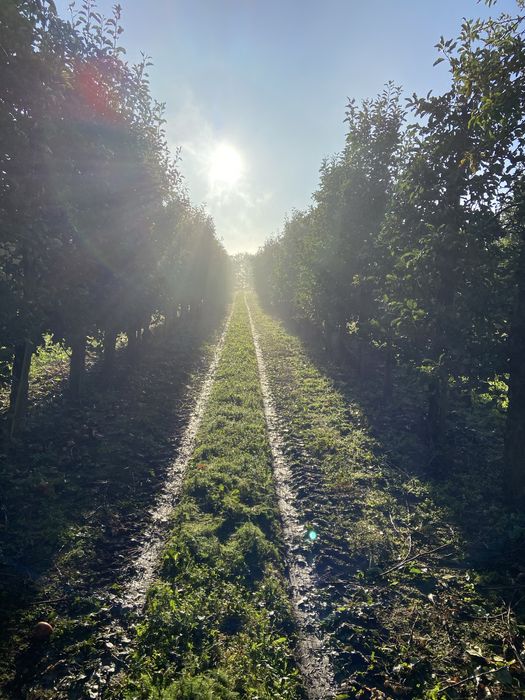 Jabłka Gruszki Sprzedaż