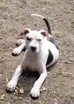 Super suczka Amstaff!