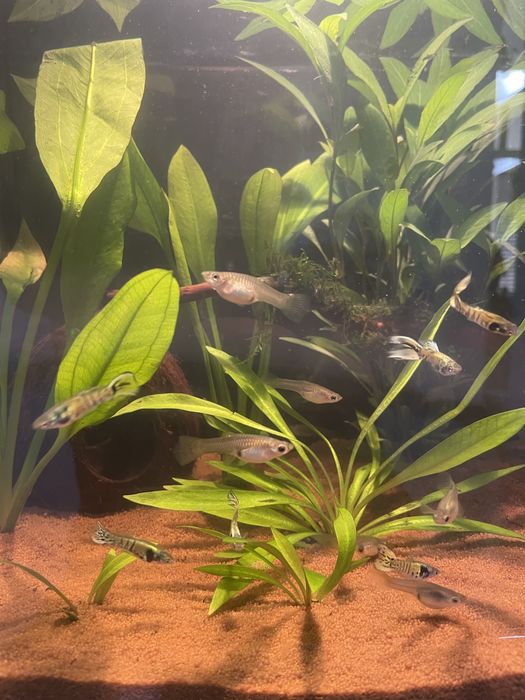 Peixes Endler Yellow Tiger