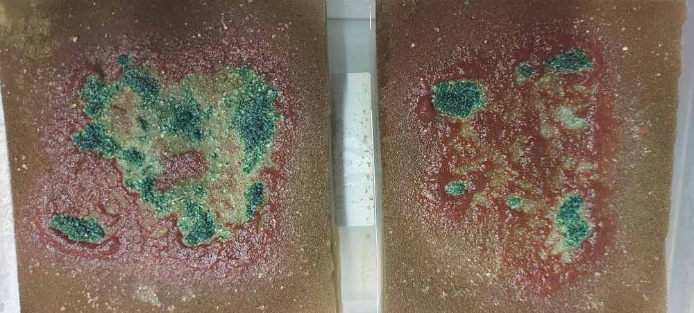 Auloforus hodowla, pojemnik zamykany  zestaw