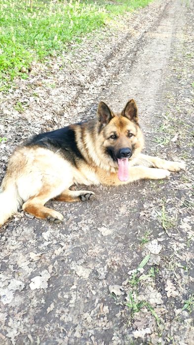 Кабель немецкой овчарки для случки