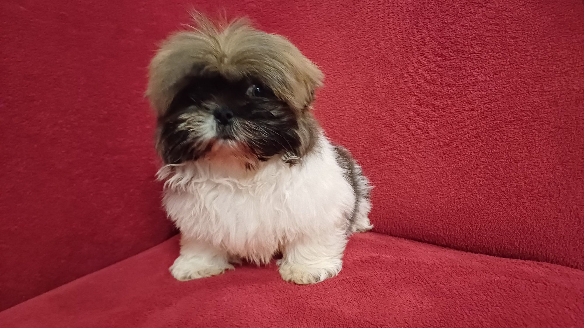 Sunia shih-tzu gotowa do odbioru.